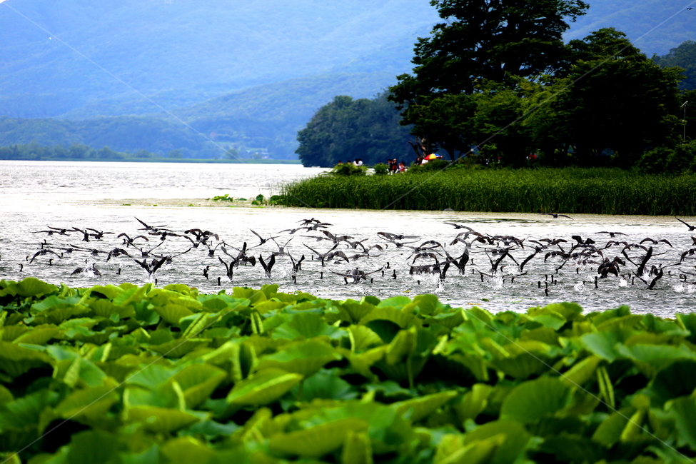강,동물,조류,식물,풍경,자연,풍경,nature,landscape,한국자연풍경,한국자연경관,korea nature landscape,동물,animal,조류,새,birds,plant,leaf,잎