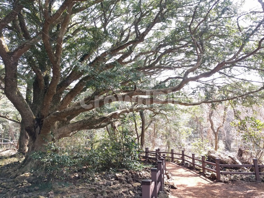 제주도,비자림,숲,나무,산책,jejuisland,jeju,bijarimforest,forest,tree,walking