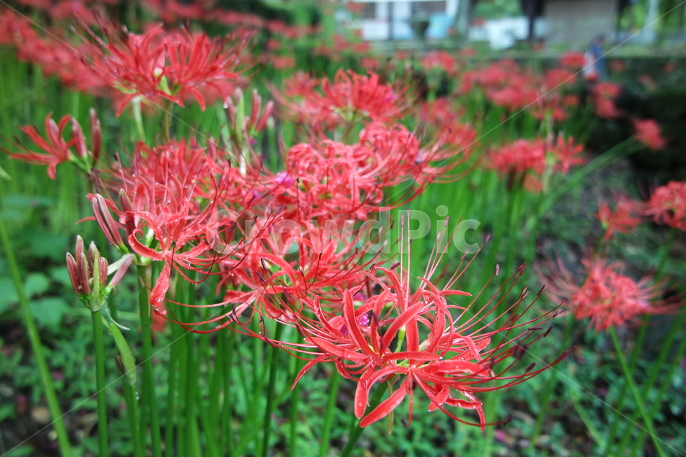 상사화,magiclily,lycorissquamigera,꽃무릇,꽃,flower,red,계절,붉은꽃,beautiful,붉은색,식물,plant,flowers,plants,nature,garden,아름다운
