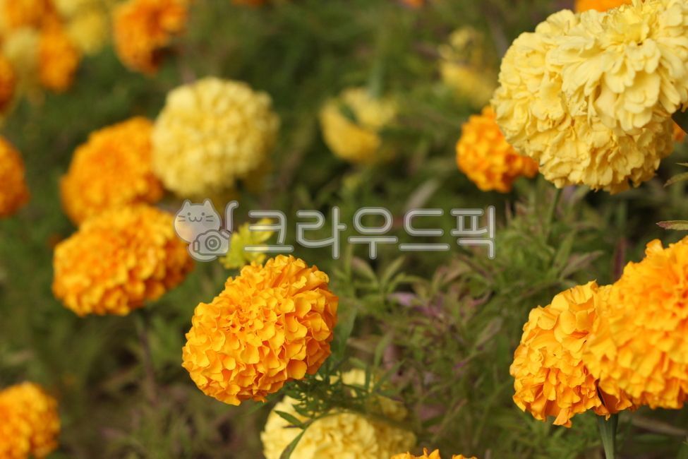 꽃,flower,petal,꽃잎,들꽃,노란꽃,국화