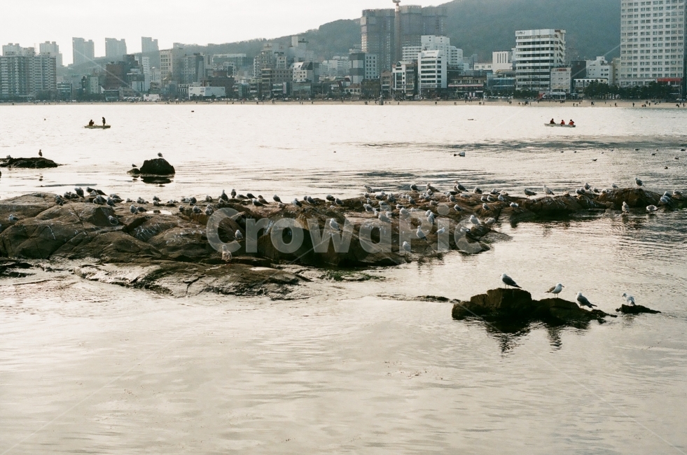 필카,갈매기,바다,풍경,자연,바닷가,해안가,필름카메라,감성,해변,바다,beach,sea,도시,풍경,city,landscape,한국도시풍경,한국도시경관,korea cityscape,동물,animal,조류,새,birds