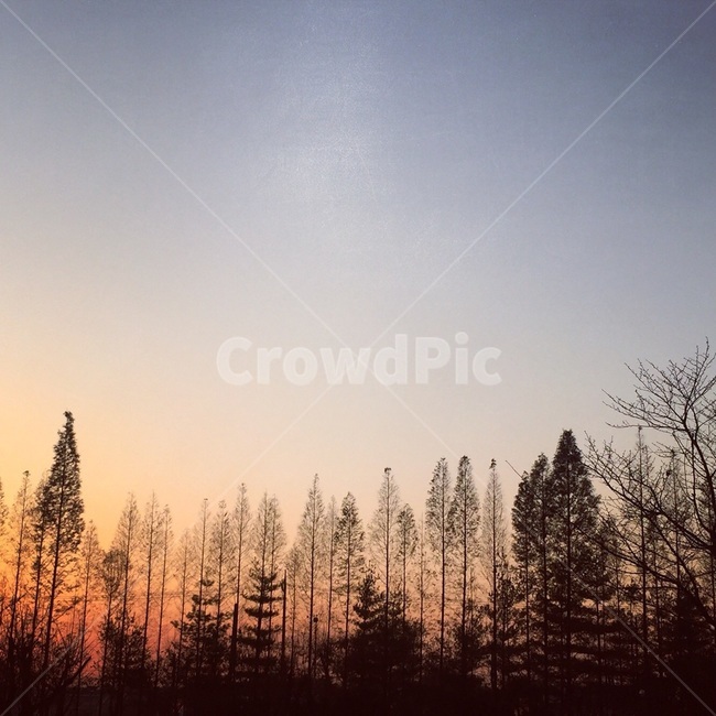나무,tree,식물,plant,자연,nature
