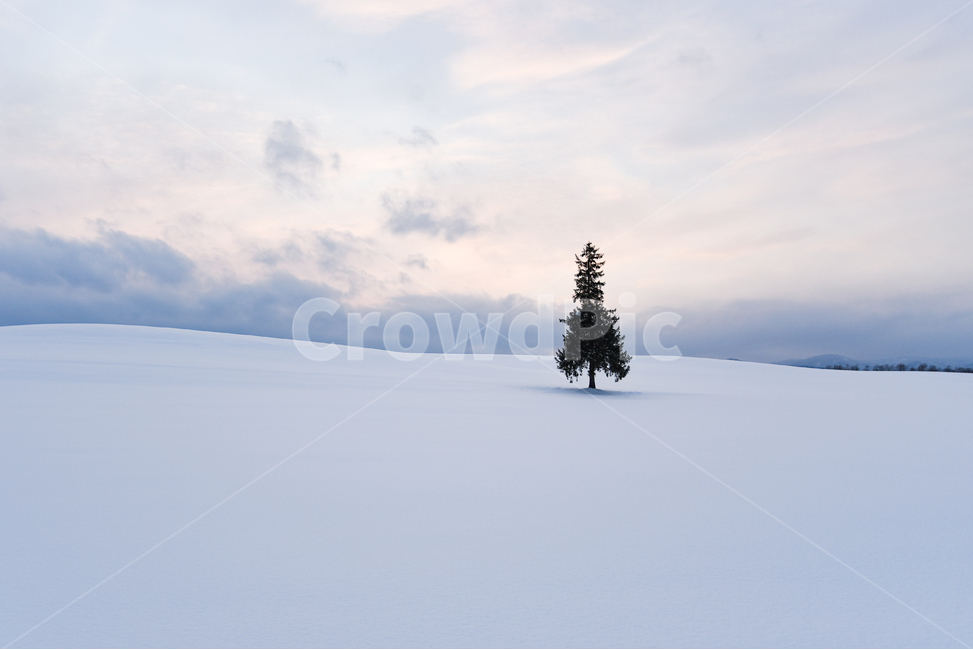 하늘,눈밭,흰색,겨울풍경,풍경,nature,자연,outdoors,옥외,ice,얼음,전나무,snow,winter,나무,tree,눈보라,blizzard,겨울,plant,식물,白い,冬,雪,風景,自然,크리스마스트리,비에이,삿포로,노을,눈,언덕,겨울,계절,winter,season,자연,풍경,nature,landscape,해외,외국,세계,foreign,oversea,world,세계자연풍경,해외자연풍경,외국자연풍경,world nature landscape