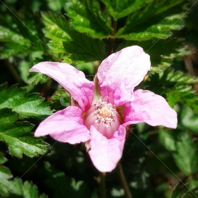 blossom,꽃,식물,plant,pollen,화분,flower,spring,pink,nature,봄,분홍색,자연,복분자,산딸기,wildcherries
