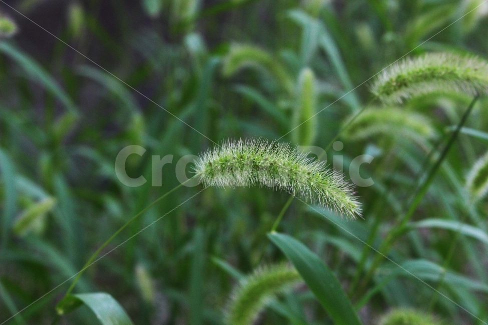 잔디,풀,잡초,초록,초록색,자연,야외,공원,정원,강아지풀,식물,자연,plants,nature