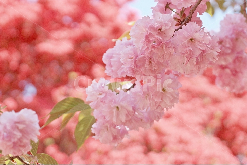 겹벚꽃,완산꽃동산,꽃,봄,봄꽃,분홍꽃,봄,계절,spring,season,식물,자연,plants,nature,꽃,flower,plant,blossom