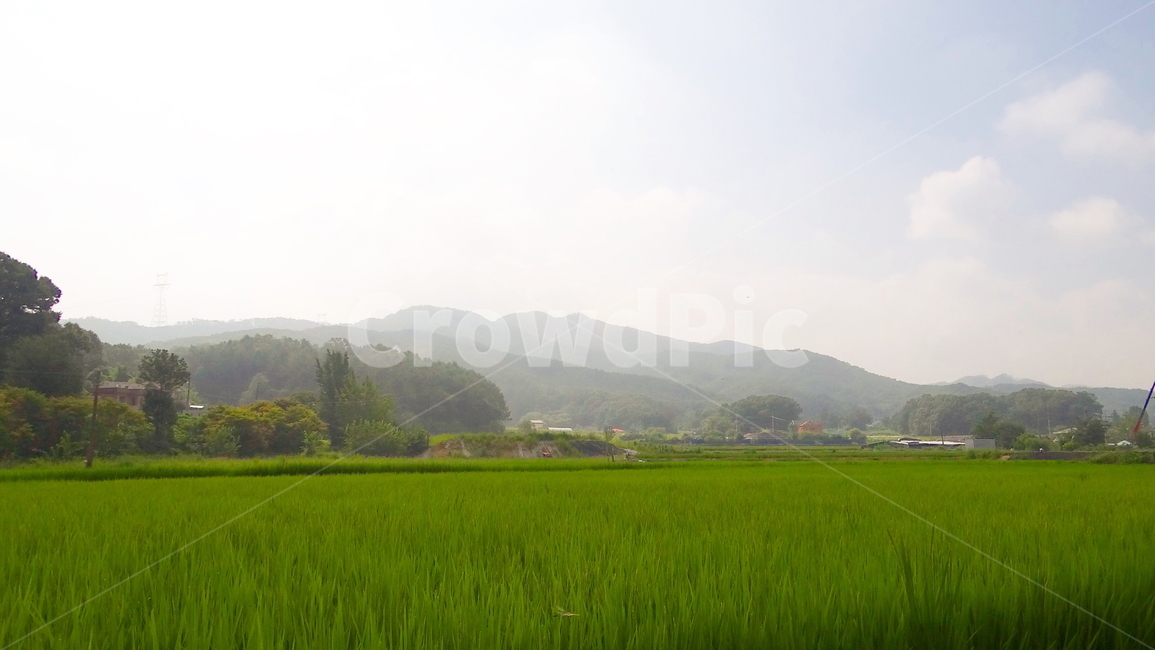 시골,자연,논,감성,풍경,하늘,산,밭,초록,구름,country,nature,emotion,sky,mountain,green,cloud,scenery,자연,풍경,nature,landscape,outdoors,옥외,grassland,목초지,field,들,paddy field,패디 필드