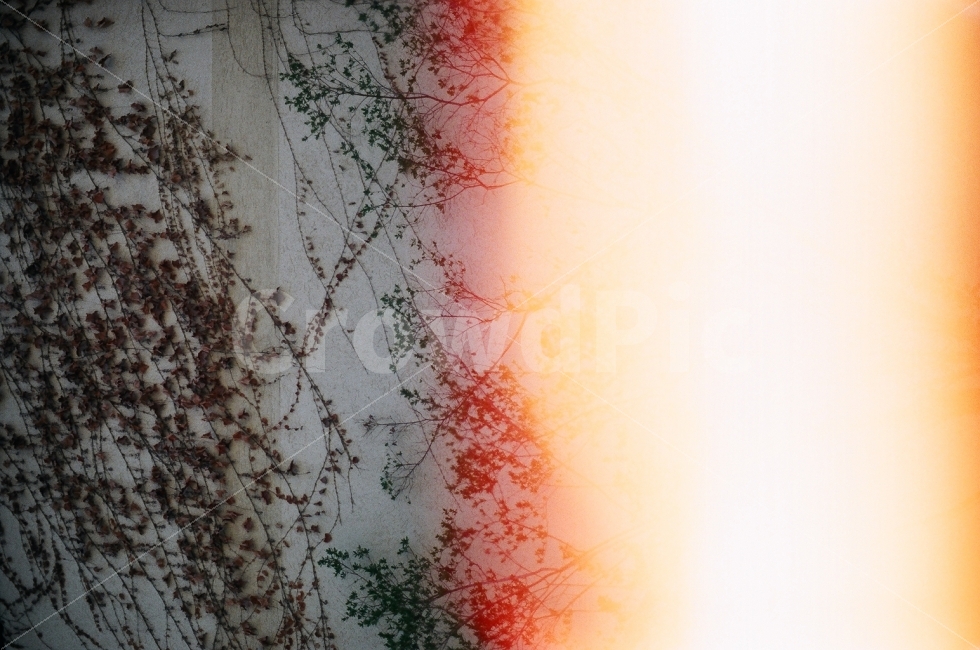 담쟁이덩쿨,덩쿨,담쟁이,벽,필름카메라,필름사진,빛,아날로그,35mm,식물,자연,plants,nature