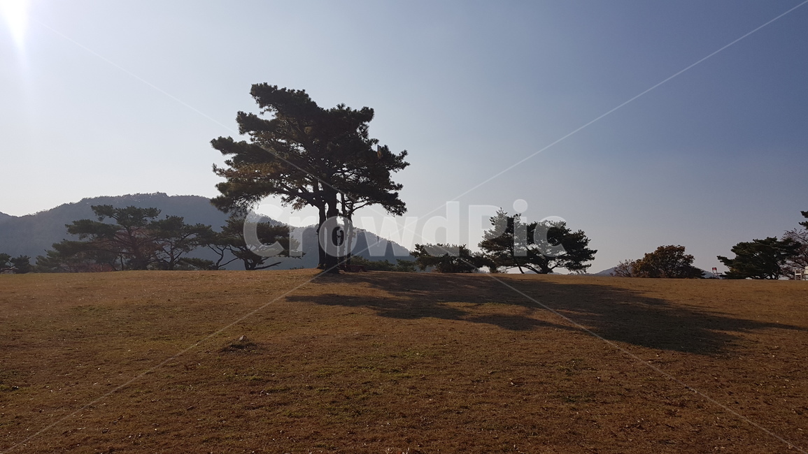 소나무,가을,식물,tree,나무,들,자연,nature,풍경,감성,그림자,골프장