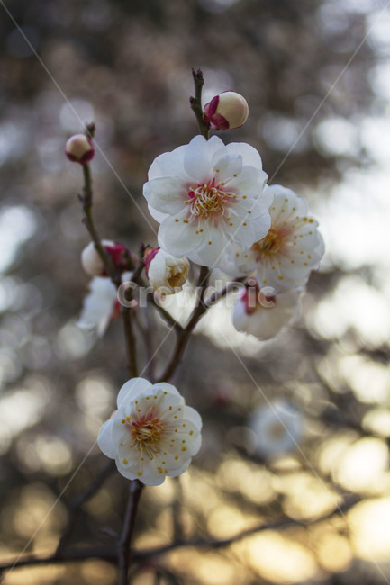 식물,flower,꽃,blossom,plant,벛꽃,하얀꽃,꽃봉오리