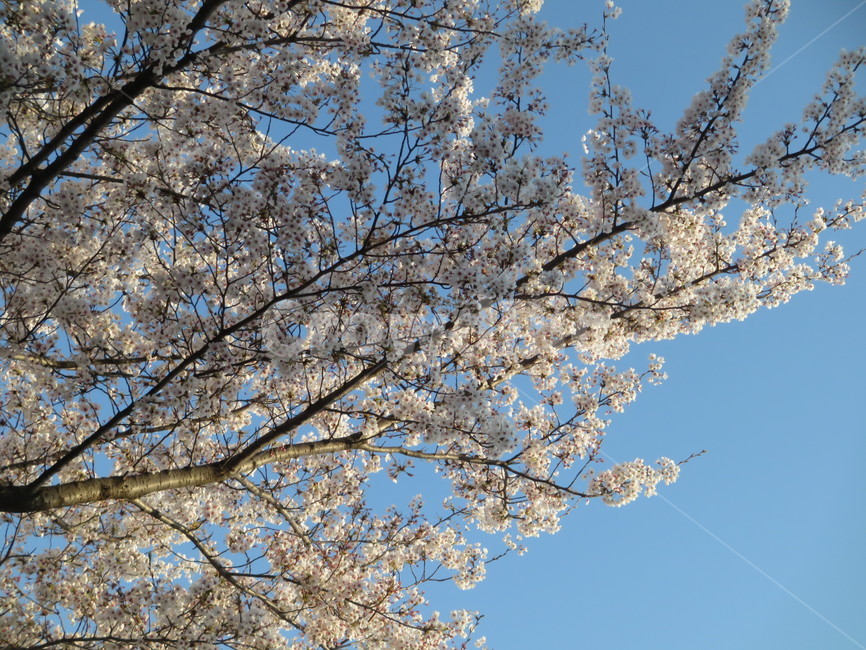 Cherry Blossom,flowering,springseason,spring,spring flowers,sensiblefeeling,plants,sight,season,Emotion,park,sky,blossom,nature,tree,clear,full bloom,flower,warm,blue,background,plant,walk