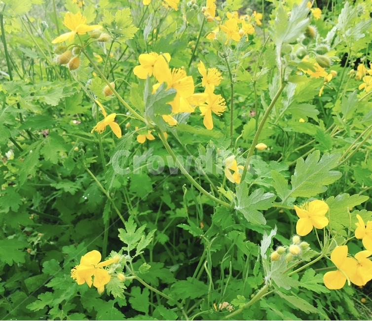 노란꽃,꽃,꽃밭,노랑,노란색,식물,자연,plants,nature,꽃,flower