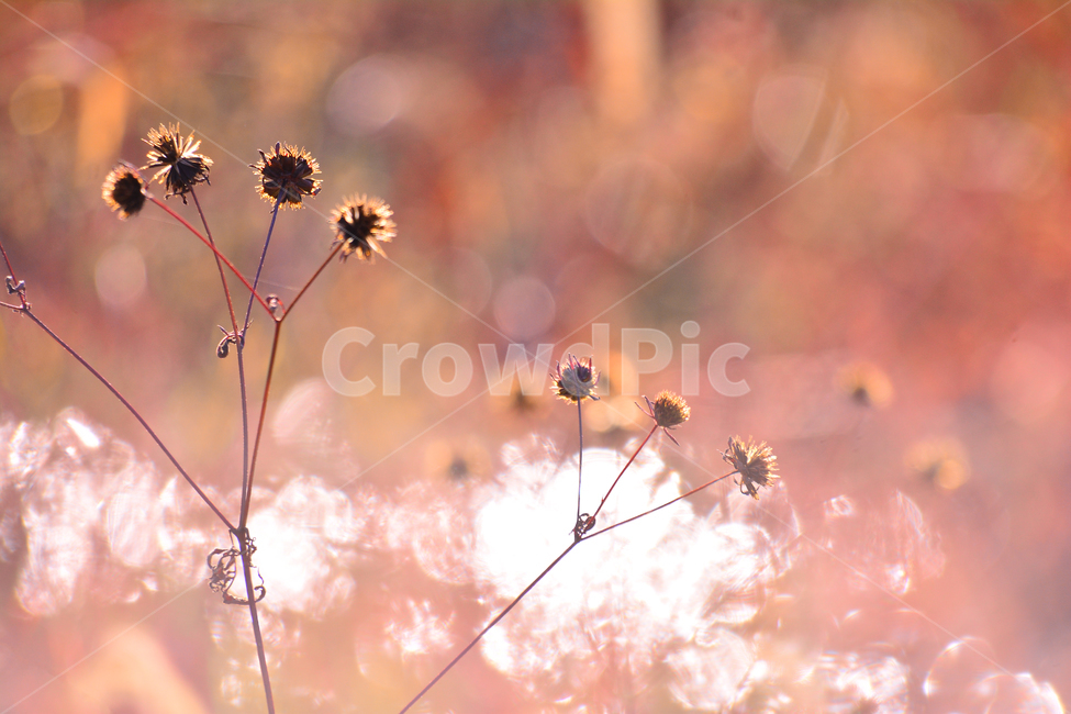 들풀,들꽃,보케,빛망울,가을배경,야생화,plant,bokeh,배경,바탕,백그라운드,background,가을느낌,autumn,시냇가,빛,light,플레어,flare,petal,꽃잎,식물,blossom,flower,자연,nature,꽃,분위기,feeling,sensible,emotional,가을,계절,fall,autumn,season