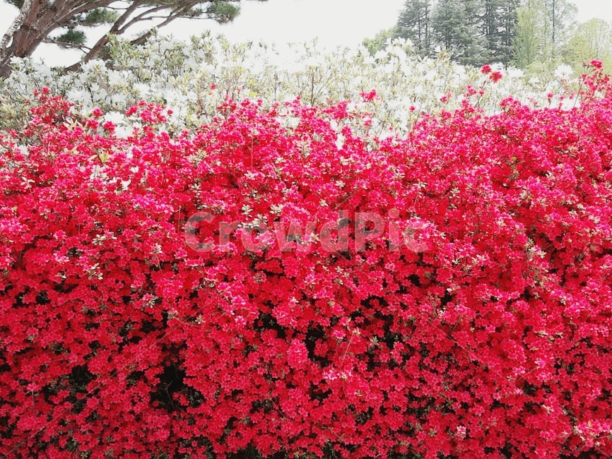 철쭉,봄,색깔,완산꽃동산,식물,자연,감성사진,spring,season,flower