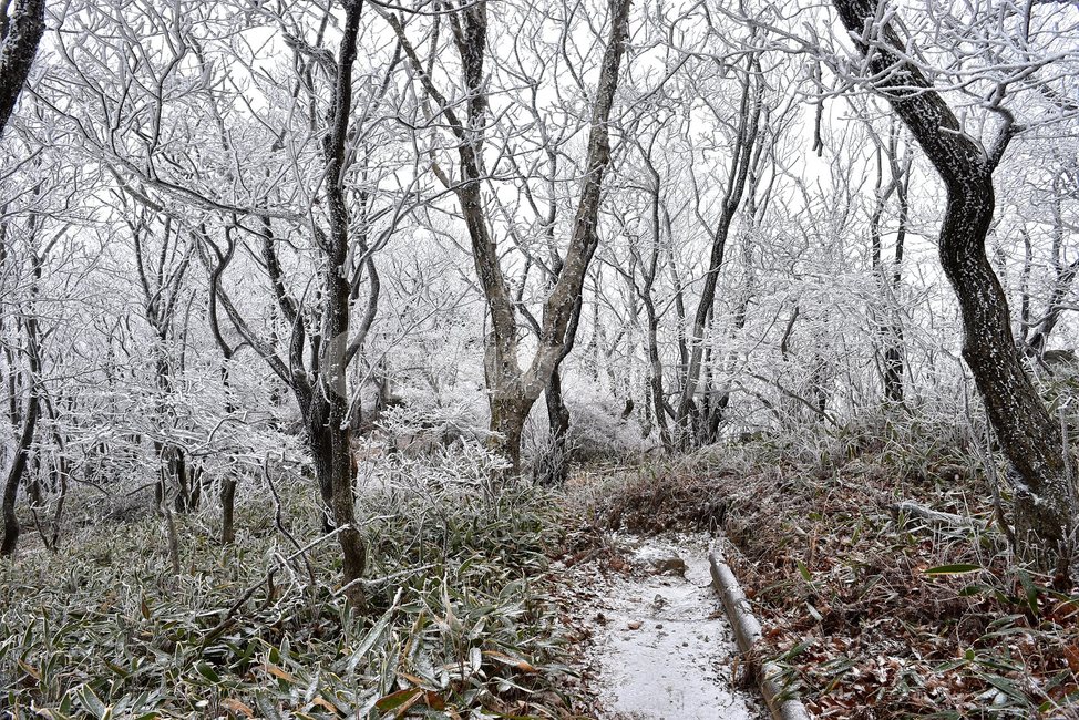 소백산,눈꽃풍경,상고대,겨울풍경,국립공원,겨울동화,힐링,감성,아름다움,뷰티풀,설국,눈풍경,100대명산,겨울명산,설경,서리꽃,snow,landscape,눈,화이트,자연,신비로운,경이로운,천상,비경,치유,산,명산,자연풍경,늦가을,조릿대,겨울,계절,winter,season,자연,풍경,nature,landscape,한국자연풍경,한국자연경관,korea nature landscape,식물,plants,나무,trees,wood,ice,얼음,outdoors,옥외,frost,서리