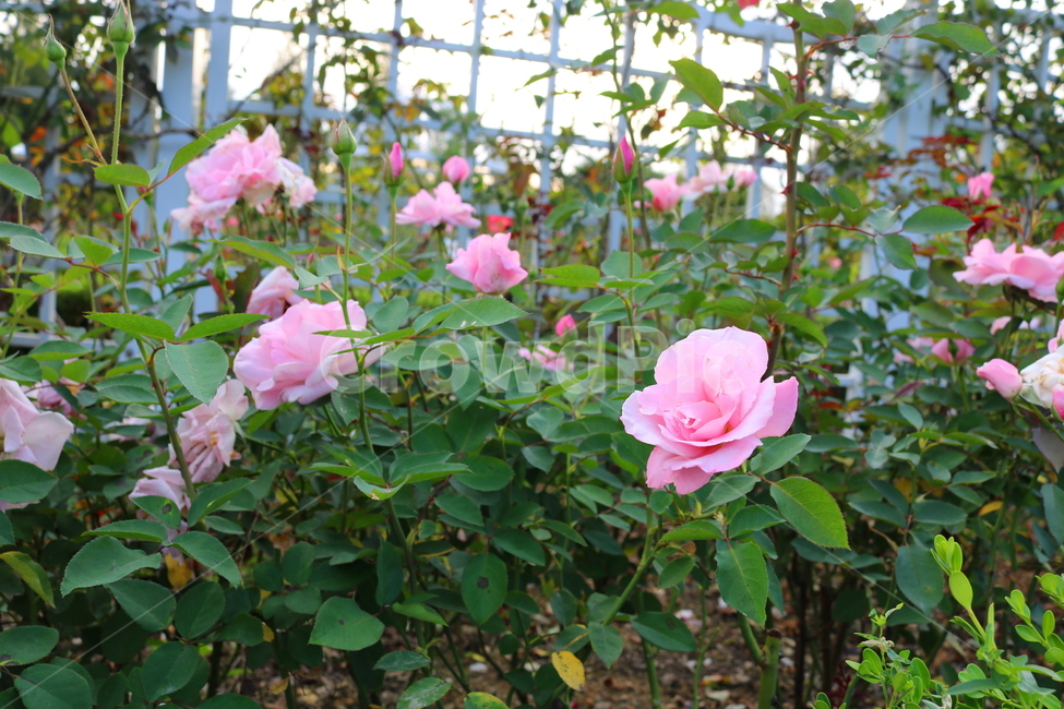 장미,장미꽃,꽃,식물,자연,보니카,꽃밭,분홍꽃,관상용,식물,자연,plants,nature,꽃,flower