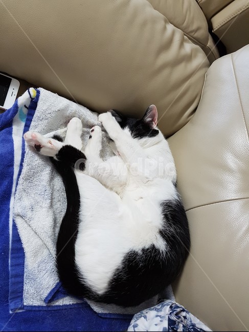 고양이,검정,흰색,검은색꼬리,핑크색코,발톱,동물,animal,포유류,mammal,고양이,cat,kitten,kitty