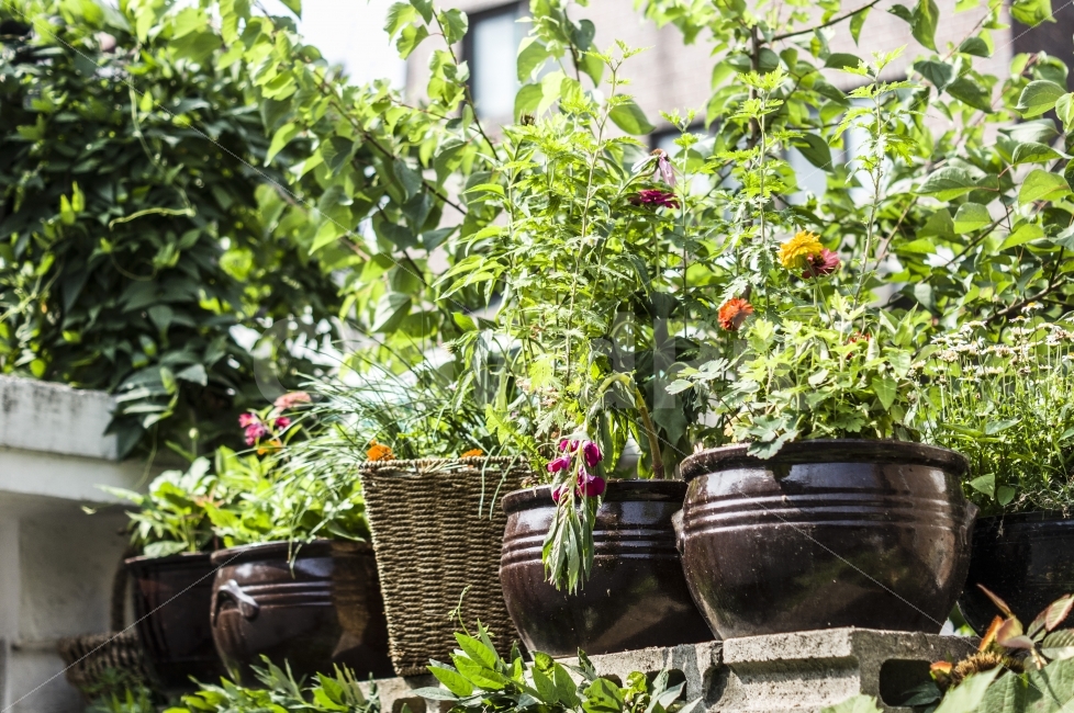 동네,화분,꽃,동네풍경,정겨움,봄,봄꽃,봄풍경,식물,자연,plants,nature,꽃,flower