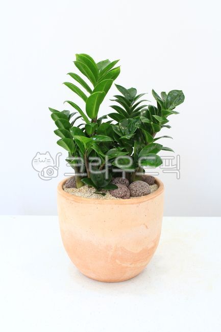 companion plant,money tree,plant,Planterior,opening gift,housewarming gift,bail transfer