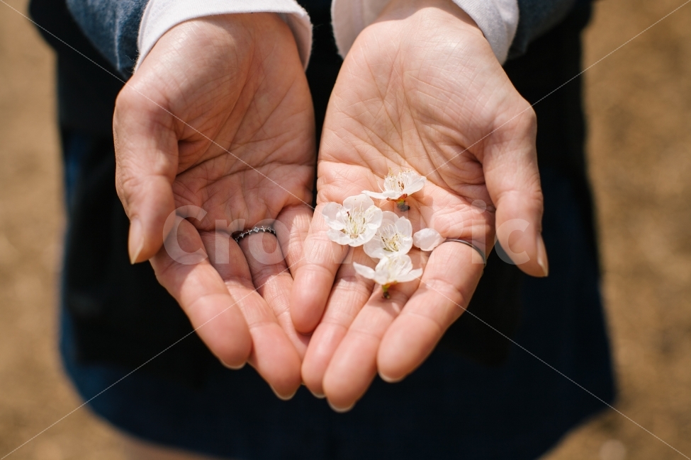 꽃,매화,여행,광양,손,광양여행,매화나무,매화꽃,사람,flower,travel,식물,자연,plants,nature,꽃,flower,사람,인물,인간,human,person,연출,컨셉,콘셉,direction,concept