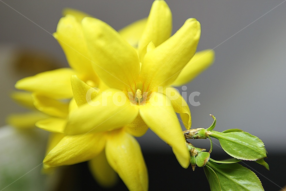plant,식물,petal,꽃잎,flower,꽃,blossom,개나리,노란색,봄,상춘객,나무