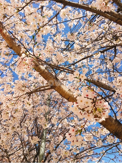 벚꽃,꽃,봄,하늘,벚꽃길,꽃놀이,꽃하늘,벚꽃하늘,햇살,풍경,봄,계절,spring,season,식물,자연,plants,nature,꽃,flower,plant,blossom,cherry blossom