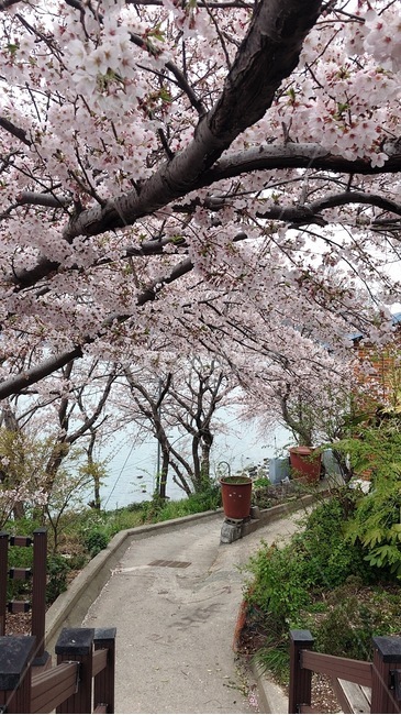 plant,식물,flower,꽃,blossom,벚꽃,영도,어울림길