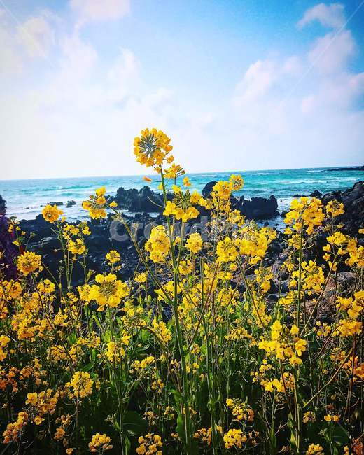 제주도,유채꽃,화산석,노란색,바다,하늘,푸른색,블루,옐로우