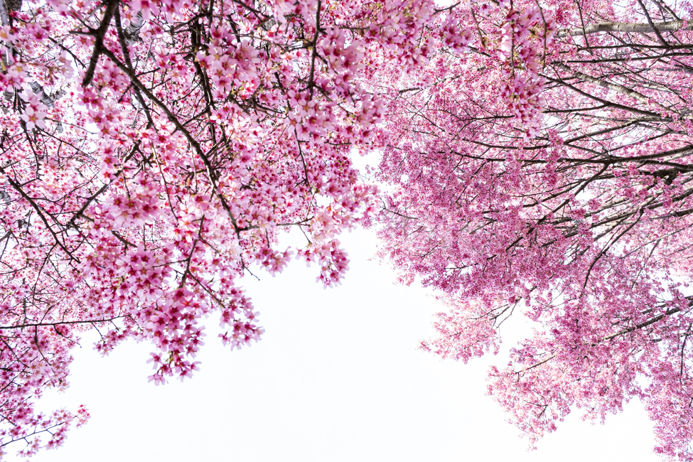 plant,cherryblossom,식물,벚꽃,꽃,blossom,봄,하늘,핑크,분홍,햇빛,빛,flower,tree,sping,cherry,sakura,pink,light,fresh,식물,자연,plants,nature,꽃,flower