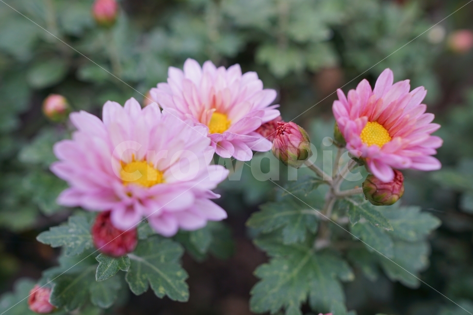 꽃,국화,분홍색,접사,자연,식물,자연,plants,nature,꽃,flower