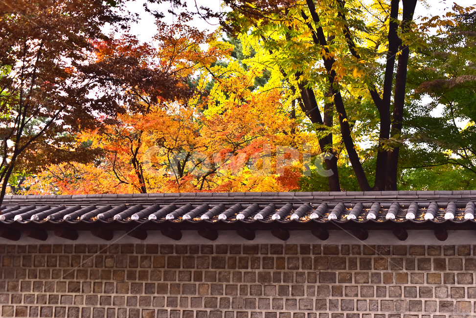 가을,한국전통,덕수궁돌담길,담장,가을단풍,건축물,기와지붕,나무,roof,지붕,한국자연풍경,한국자연경관,전통,전통양식,가을배경,가을분위기,배경,바탕,백그라운드,야외,옥외,아웃도어,outdoor,fall,autumn,traditional,maple,메이플,단풍나무,가을숲,돌담길,낙엽,leaf,가을,계절,fall,autumn,season