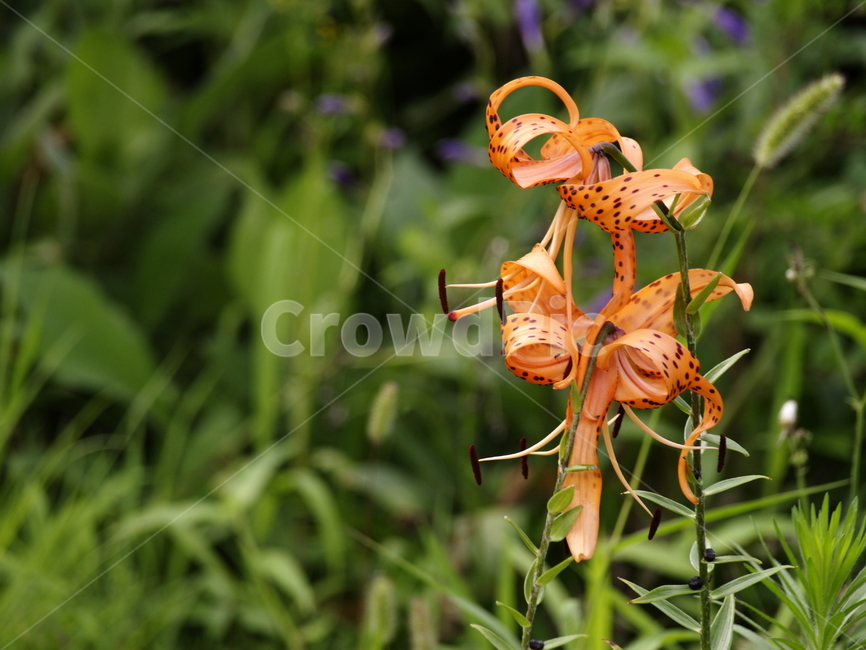 식물,plant,꽃,flower,국화과꽃,식물,자연,plants,nature,꽃,flower
