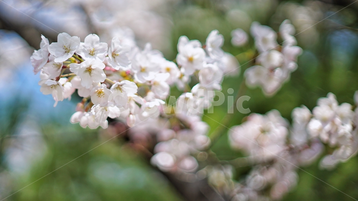 벚꽃,봄,꽃,봄꽃,사쿠라,sakura,봄,계절,spring,season,식물,자연,plants,nature,꽃,flower,감성,sensible,feeling,plant,blossom