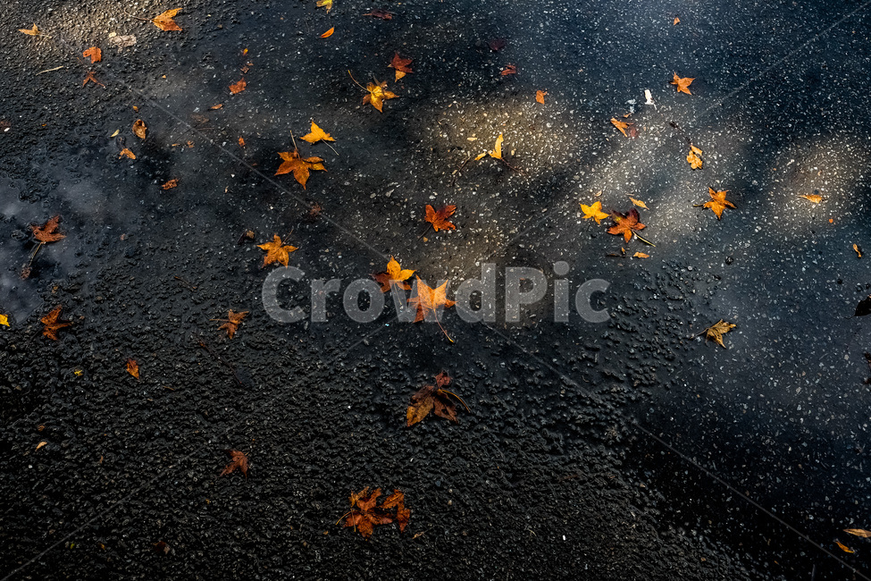 비오는날,낙엽,나뭇잎,가을,비,쓸쓸함,검은배경,아스팔트,rainyday,fallenleaves,fall,autumn,rain,gloomy,blackbackground,가을,계절,fall,autumn,season,leaf,잎,plant,식물