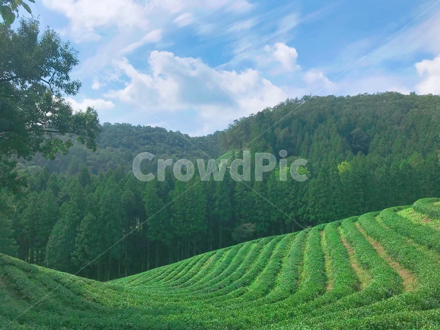 녹차,녹차밭,하늘,풍경,나무,자연,green,sky,편안,자연,풍경,nature,landscape,한국자연풍경,한국자연경관,korea nature landscape,slope,경사,outdoors,옥외,plant,식물,tree,vegetation,초목