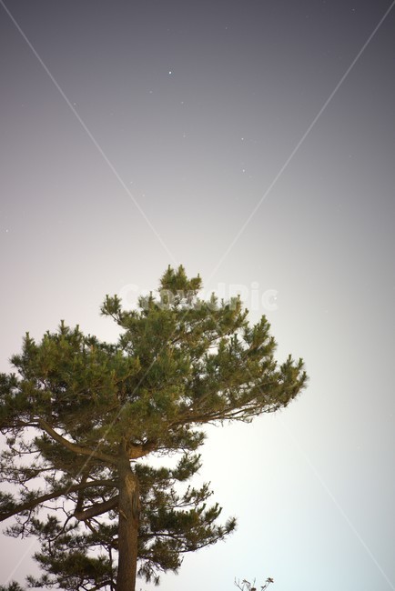 소나무,tree,나무,plant,식물,야경,별,별자리,제주도