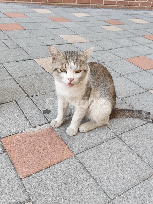 길양이,길냥이,고양이,cat,load,길고양이,동물,animal,포유류,mammal,고양이,cat,kitten,kitty