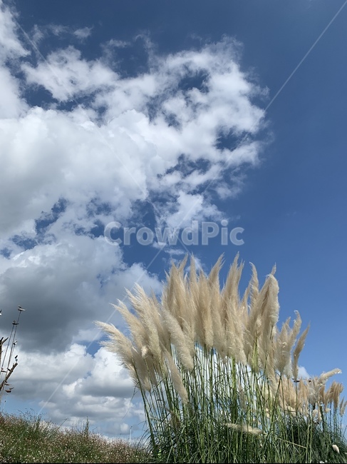 grass,식물,갈대,팜파스,바람,하늘,식물,자연,plants,nature