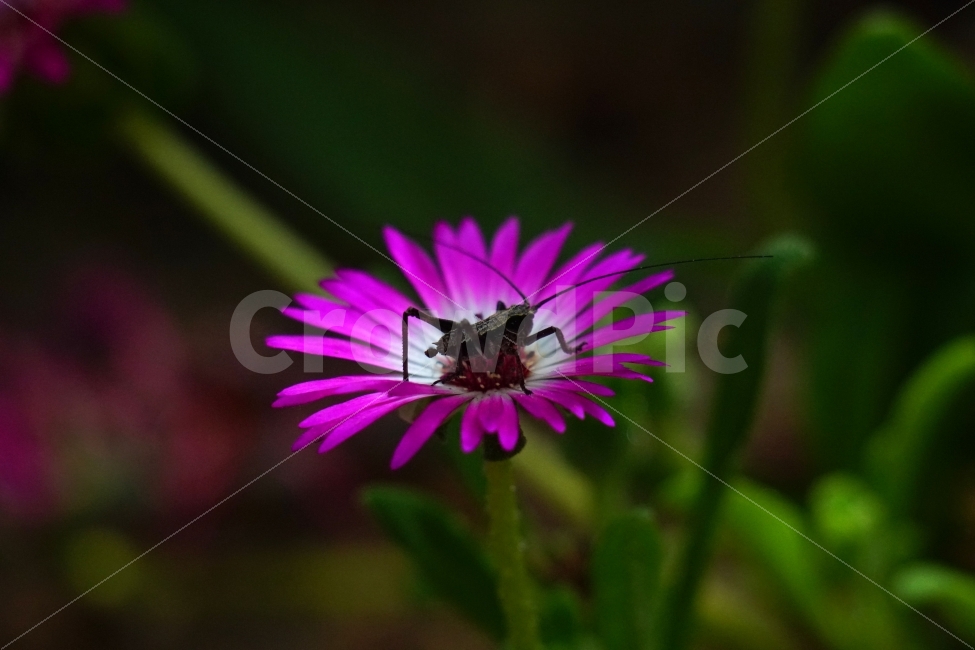 리빙스턴데이지,꽃,플라워,식물,자연,봄,5월,flower,nature,spring,메뚜기,여치,곤충,동물,insect,꽃사진,감성,감성사진,힐링,힐링사진,느낌,분위기,화사한,화사하다,밝은,밝다,싱그러운,싱그럽다,싱싱하다,싱싱한,순수,순수하다,순수한,깨끗한,깨끗하다,깨끗,feel,feeling,식물,자연,plants,nature,곤충,벌레,insect,bug,꽃,flower