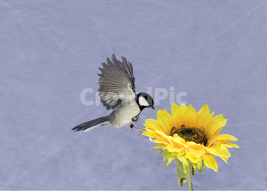 동물,새,bird,조류,딱새,박새,동물,animal,조류,새,birds