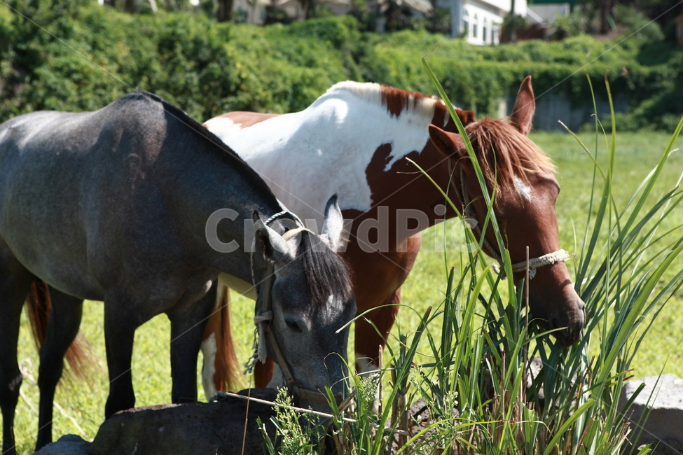 제주말,말,horse,초원,들판,목장,동물,animal,포유류,mammal