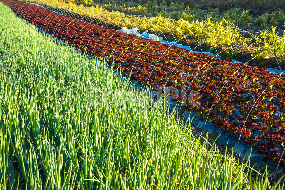 채소,채마밭,야채,밭,재배,식물,농사,농업,산업,industry,industrial,농업,농사,agriculture,farming,farming industry