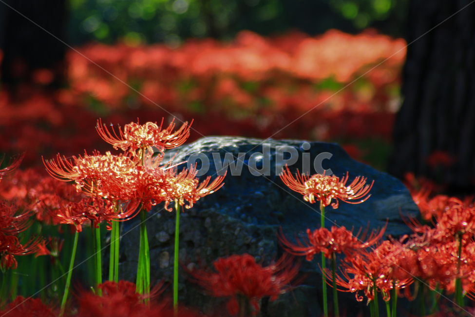 식물,가을,빛,빨강,상사화,식물,자연,plants,nature,꽃,flower