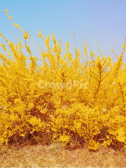 개나리,봄꽃,봄,노란색,감성,봄,계절,spring,season,식물,자연,plants,nature,꽃,flower,tree,나무,plant