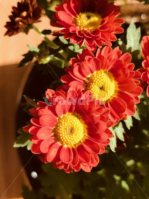 붉은,국화,꽃,활짝,가을,식물,자연,plants,nature,꽃,flower