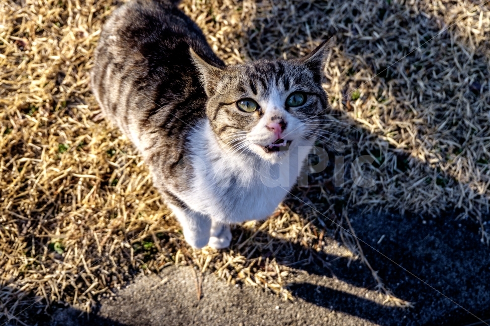 fujifilm,XT1,후지,고양이,cat,동물,animal,포유류,mammal,고양이,cat,kitten,kitty