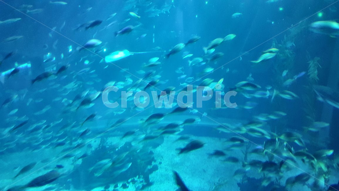 물속,물고기떼,아쿠아리움,물고기,심해분위기,underwater,shoaloffish,aquarium