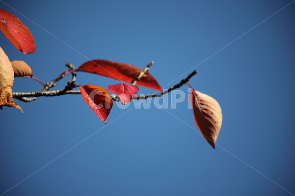 잎,단풍,벚나무잎,redleaves,leaf,가을,계절,fall,autumn,season,식물,자연,plants,nature,plant,animal,동물,bird,새,veins,정맥