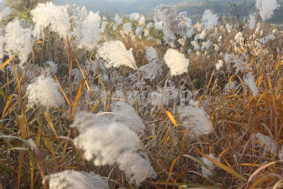 갈대,자연,풀,바람,가을,자연,풍경,nature,landscape,grass,잔디,plant,식물,outdoors,옥외
