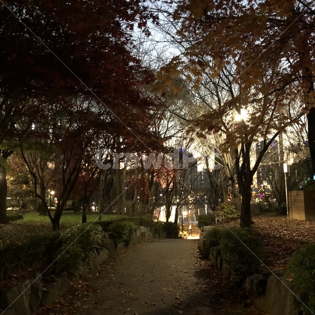 산책,마실,공원,하늘,힐링,가을,계절,fall,autumn,season,자연,풍경,nature,landscape,path,통로,walkway,보도,plant,식물,tree,나무,tree trunk,나무 줄기